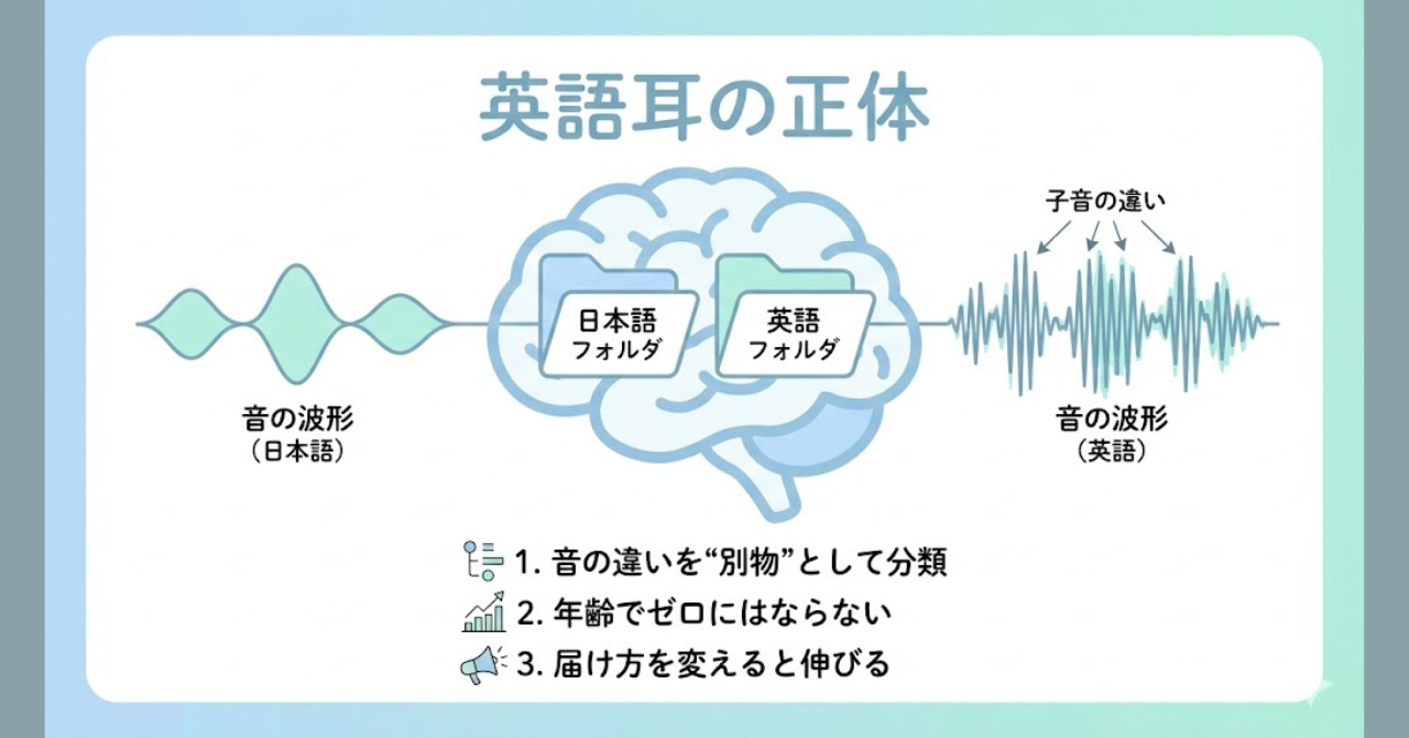 英語耳＝音の違いを脳が別物として分類できる力のイメージ図