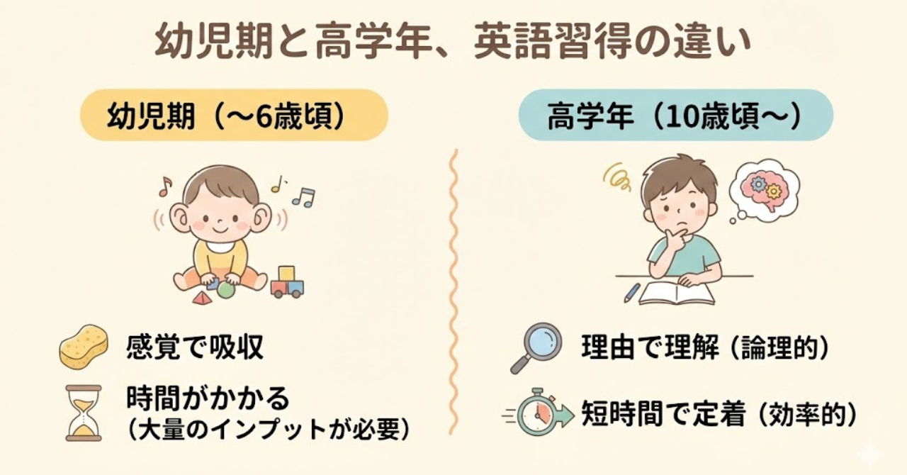 高学年は論理的理解で英語習得が早いことを示す図